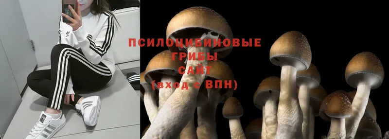 Псилоцибиновые грибы Psilocybine cubensis Саратов